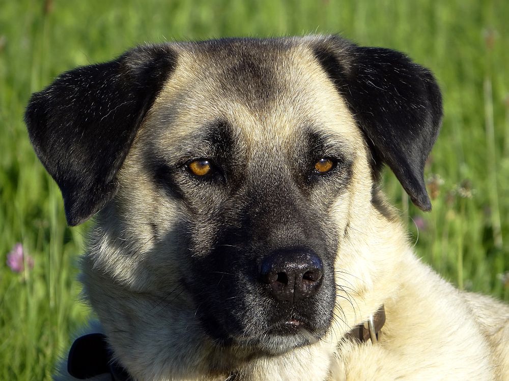 Kangal Callie