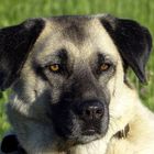 Kangal Callie