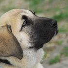 Kangal