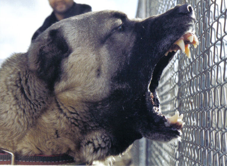 Kangal in der Türkei Foto & Bild tiere, haustiere, hunde Bilder auf