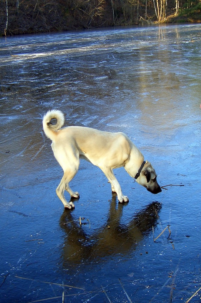 Kangal Kimba on ice