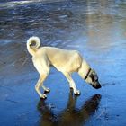 Kangal Kimba on ice