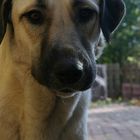 Kangal - Part2