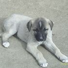 kangal türkischer herdehund