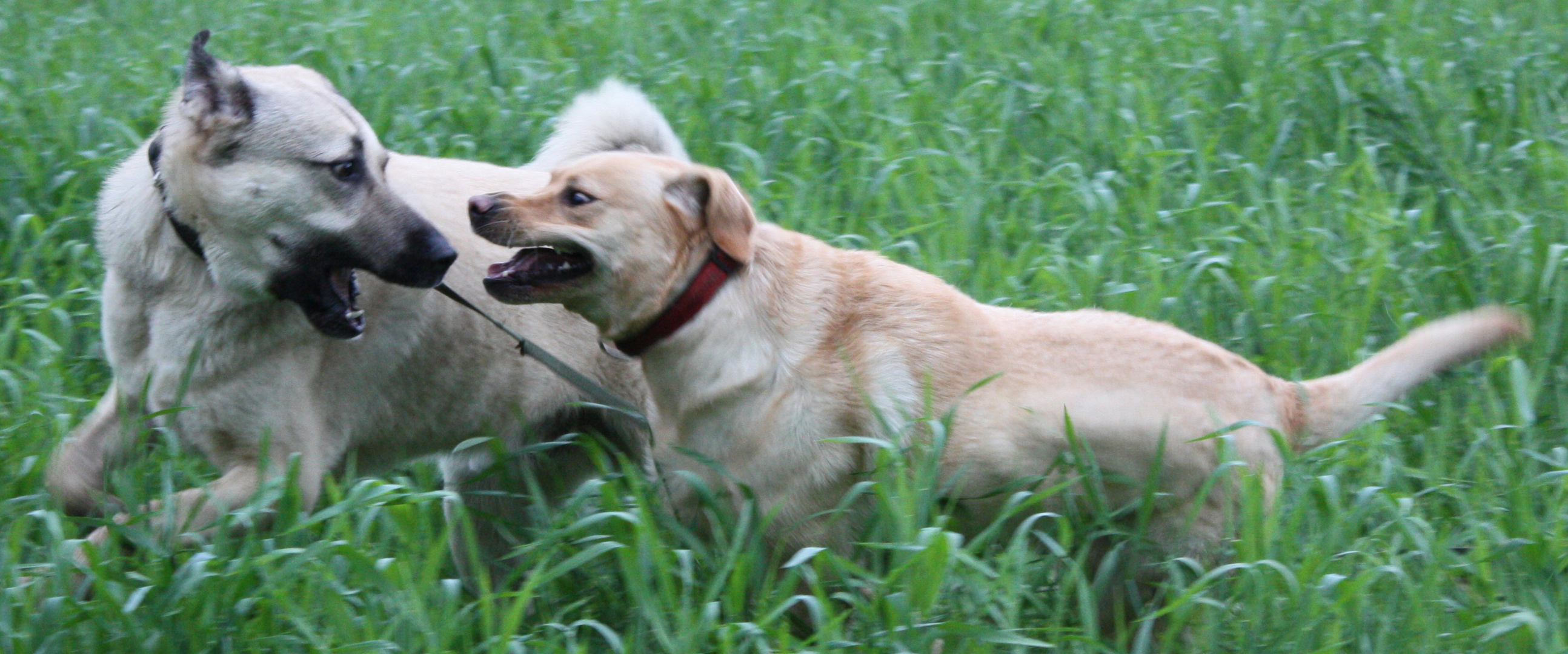 Kangal vs. Labrado nah