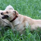 Kangal vs. Labrado nah