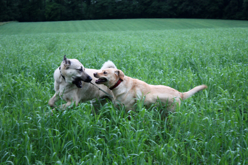 Kangal vs. Labrador