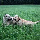 Kangal vs. Labrador