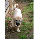 Kangal-Welpe