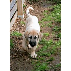 Kangal-Welpe