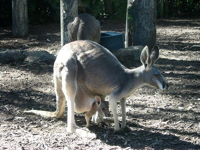 Kangaroo