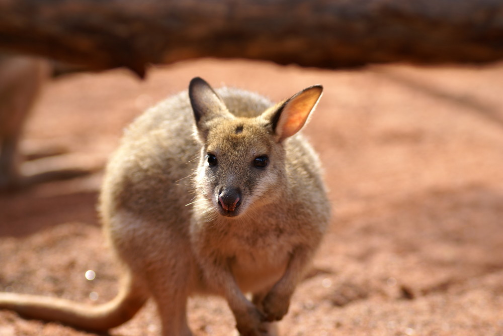 kangaroo #2