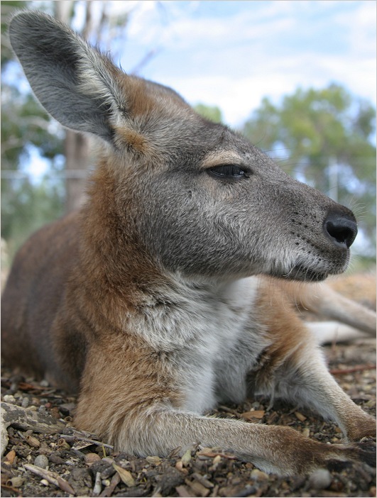 Kangaroo