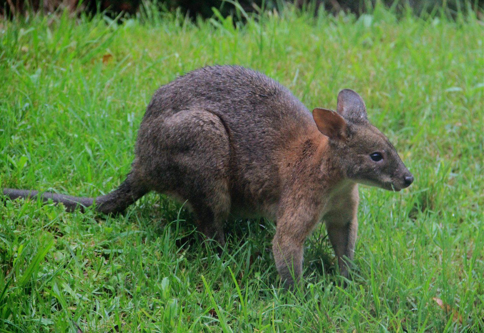 Kangaroo