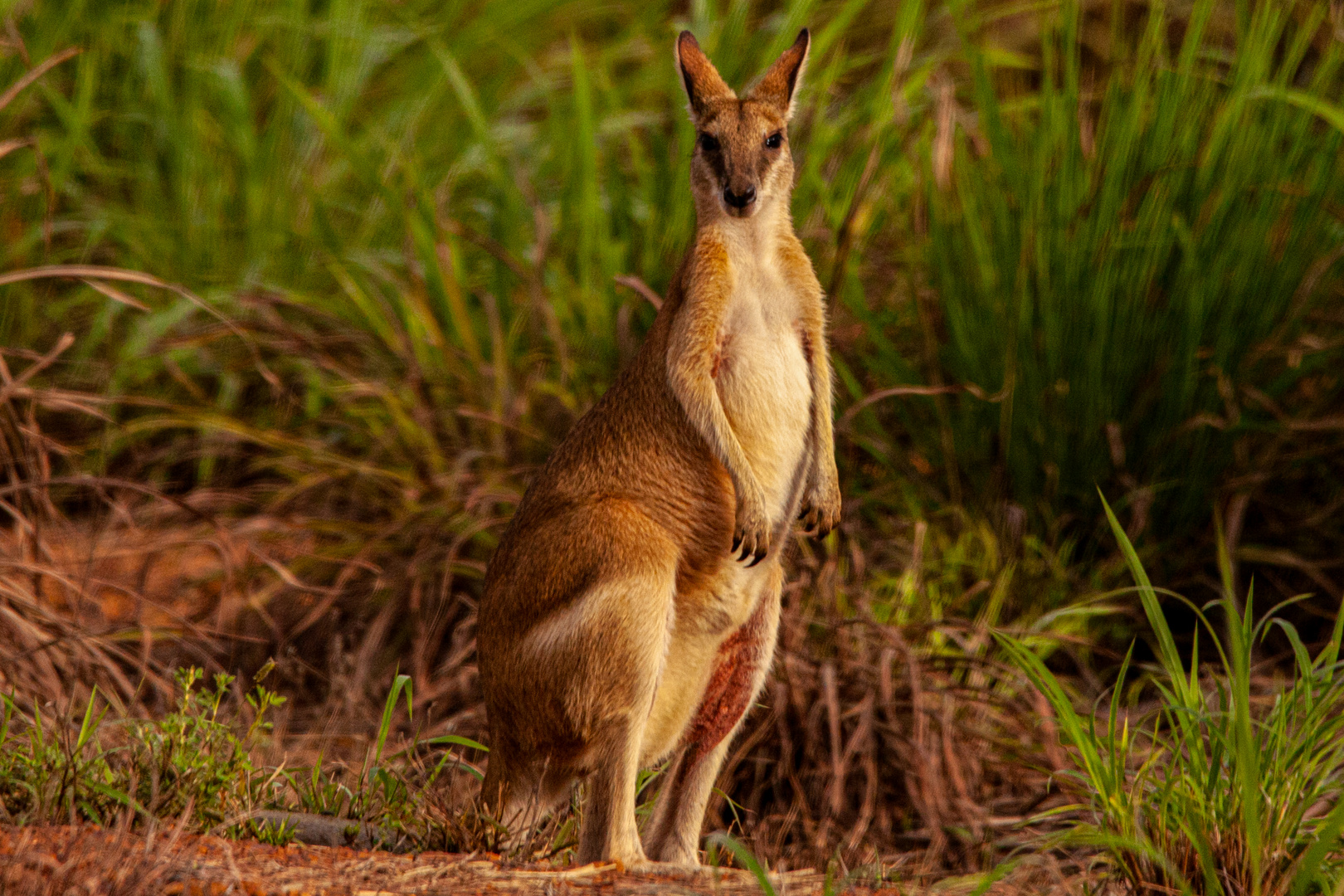 Kangaroo