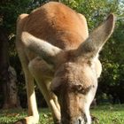 Kangaroo