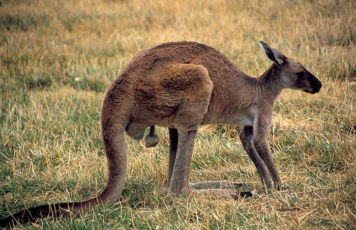 Kangaroo