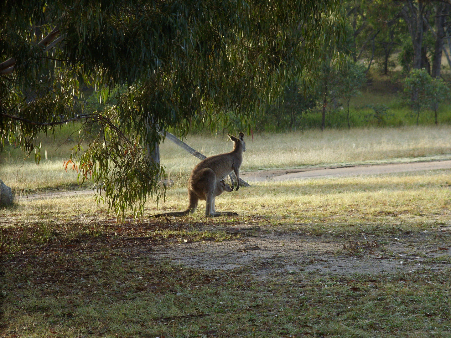 kangaroo