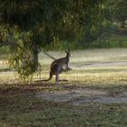 kangaroo