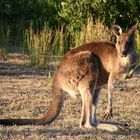 KANGAROO