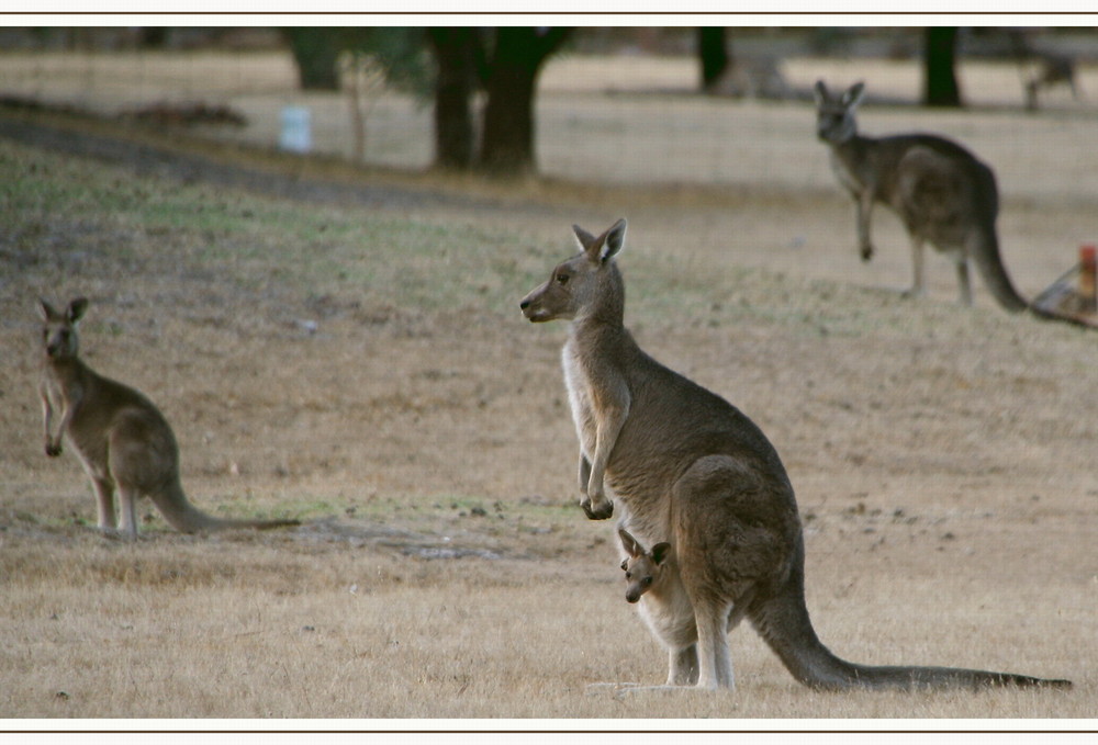 Kangaroo and Joey (Grampians NP)...