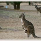 Kangaroo and Joey (Grampians NP)...