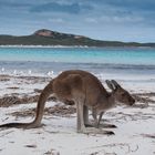 Kangaroo at Lucky Bay