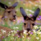 kangaroo between the flowers