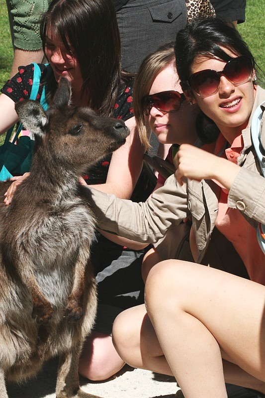 Kangaroo Darling