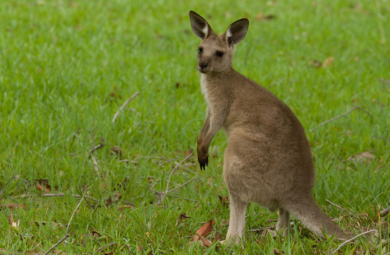 Kangaroo 