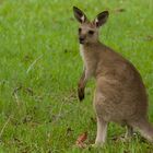 Kangaroo 