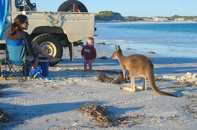 Kangaroo Encounter