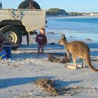 Kangaroo Encounter