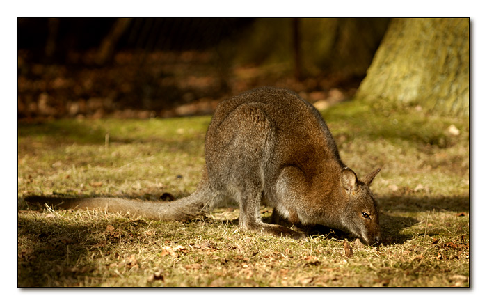 Kangaroo