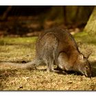 Kangaroo