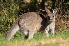 Kangaroo Frühstück