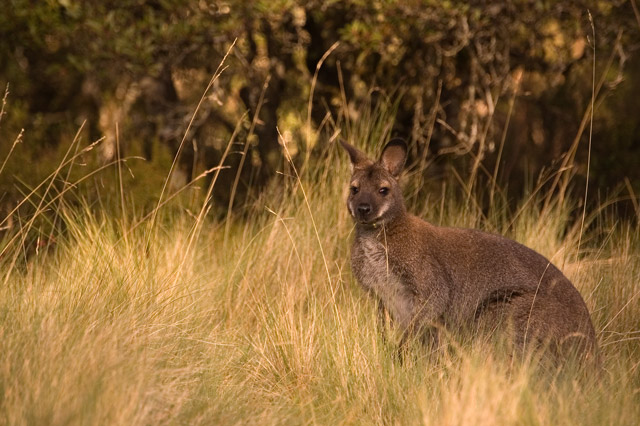 Kangaroo im Cradle Mountain NP