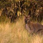 Kangaroo im Cradle Mountain NP