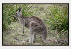 Kangaroo in the wild......