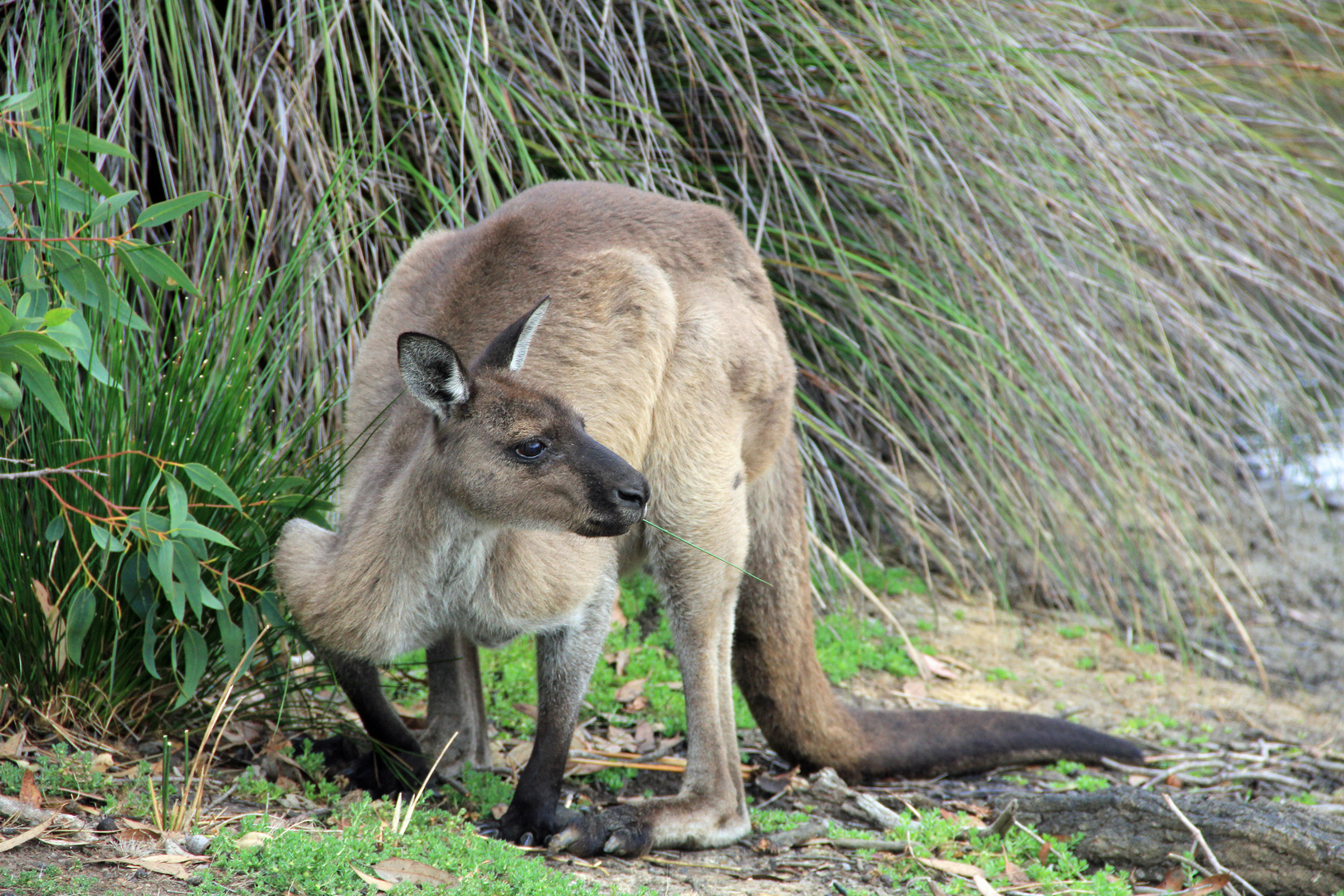 Kangaroo Island 2012