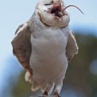 Kangaroo Island - Birds of prey - Schleiereule (2009)