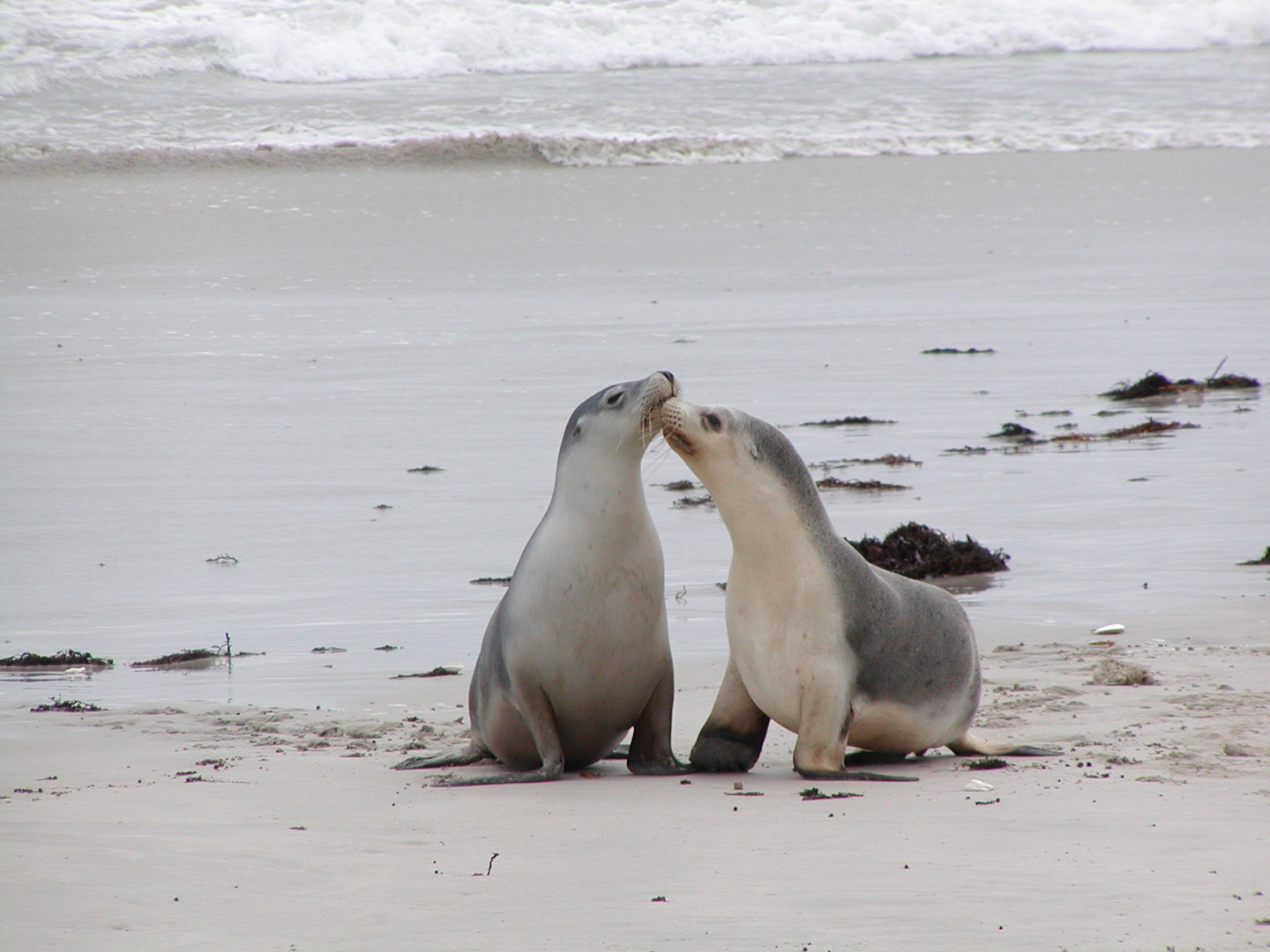 kangaroo island