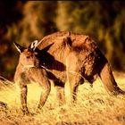 Kangaroo Island Kangaroo