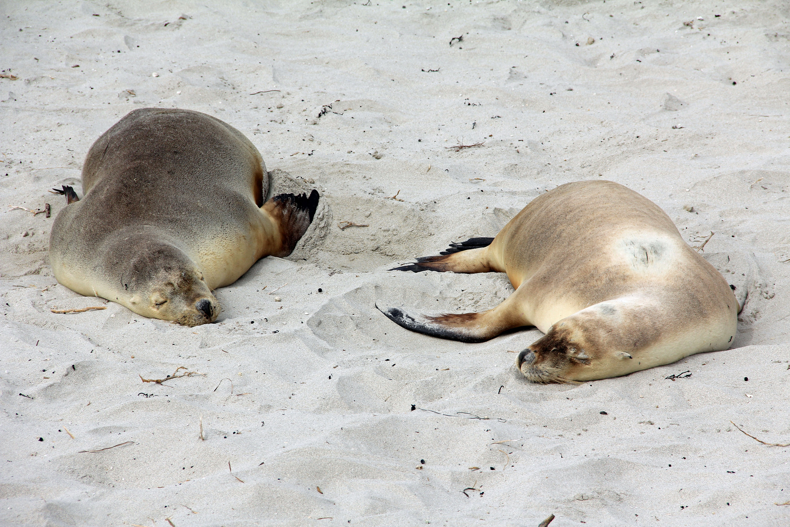 Kangaroo Island Seal Bay 2