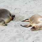 Kangaroo Island Seal Bay 2