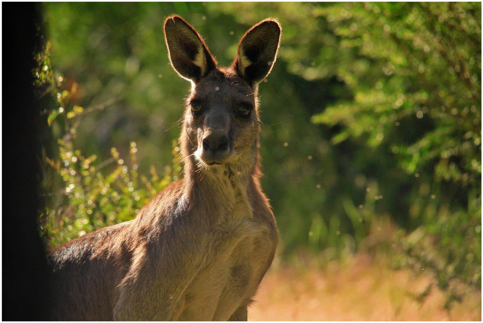 Kangaroo Jack from the land down under