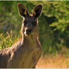 Kangaroo Jack from the land down under