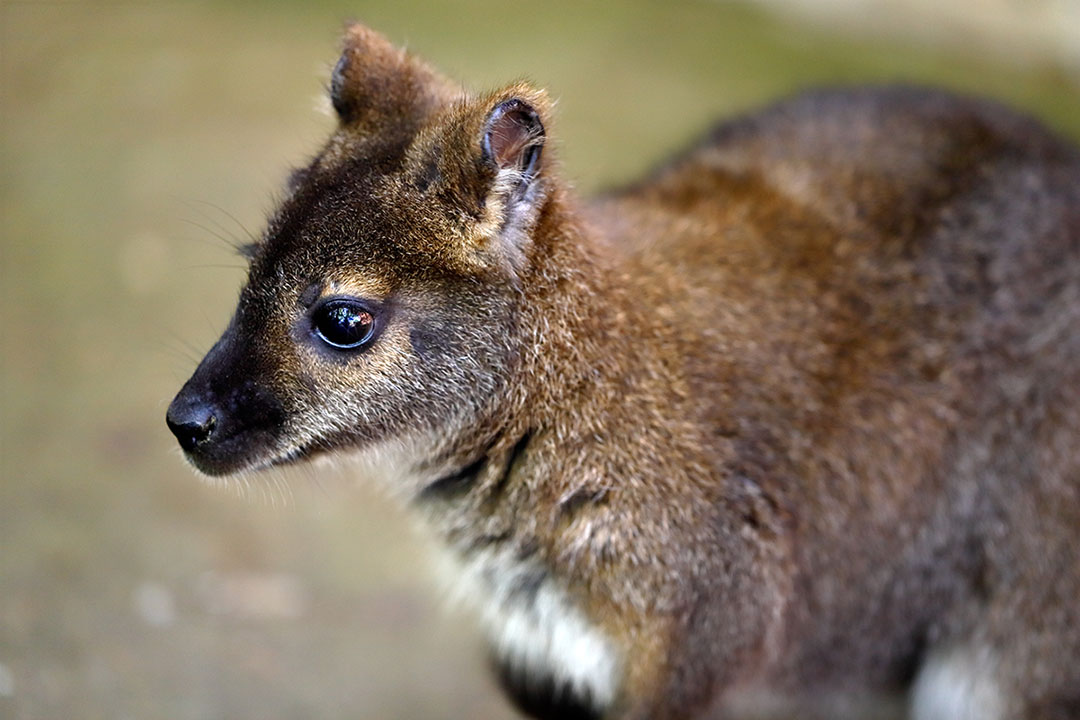 Kangaroo joey