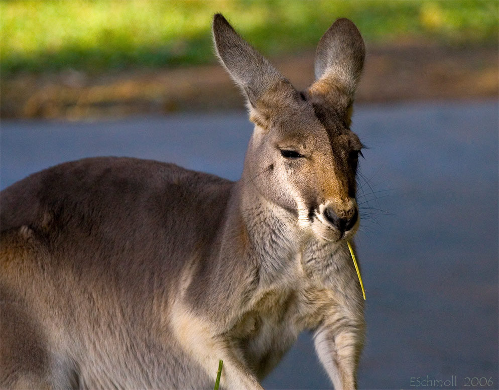 Kangaroo-Kojak