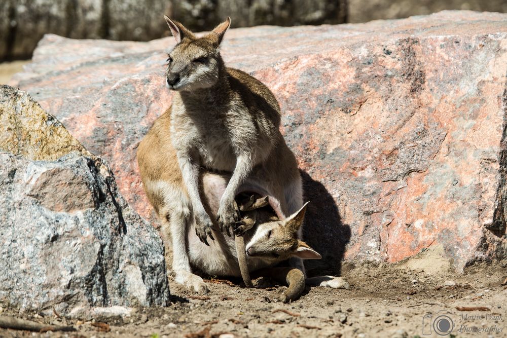 Kangaroo mit Baby